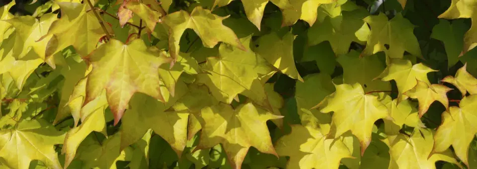 Javor kapadocký ‘Rubrum’ Náhled