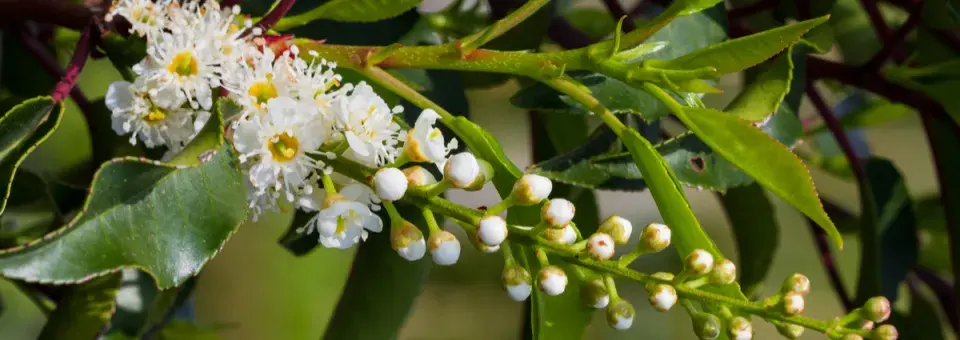 Bobkovišeň portugalská Náhled