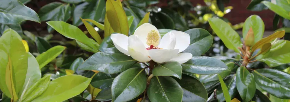 Šácholan velkokvětý Náhled