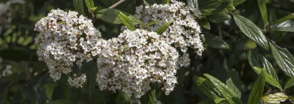 Kalina pražská Náhled