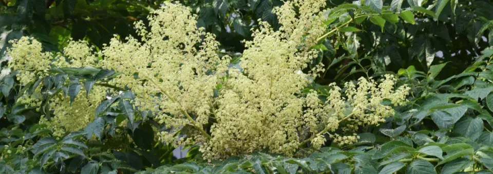 Arálie štíhlá Náhled