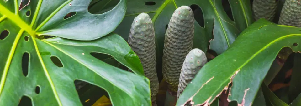 Monstera nádherná Náhled
