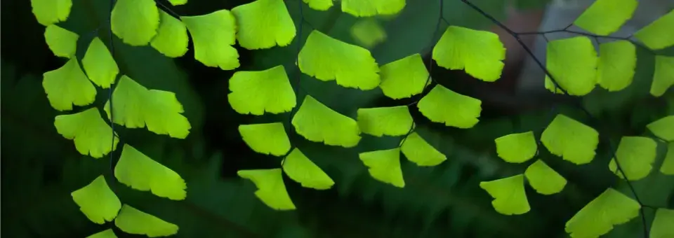 Netík Raddiho Náhled