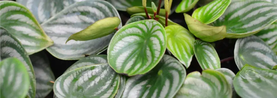 Filodendron šplhavý Náhled