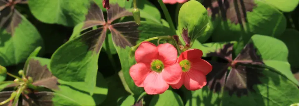 Šťavel čtyřlistý Náhled