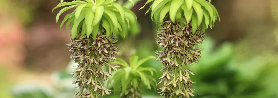 Chocholatice dvojbarevná Náhled