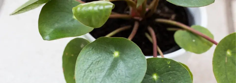 Pilea Náhled