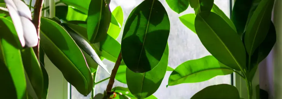 Fíkovník pryžodárný Náhled