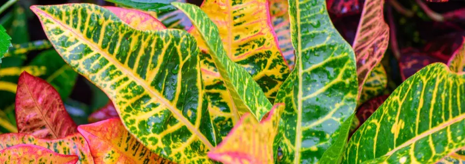 Kroton pestrý Náhled