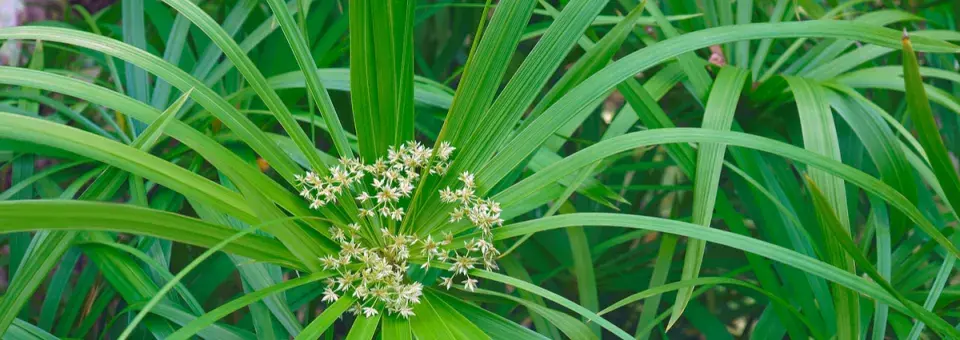 Šáchor střídavolistý Náhled