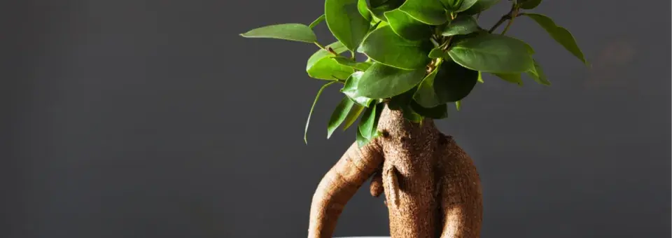 Fíkovník ‘Ginseng’ Náhled