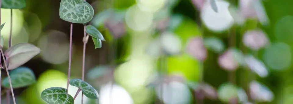 Svícník Woodův Náhled