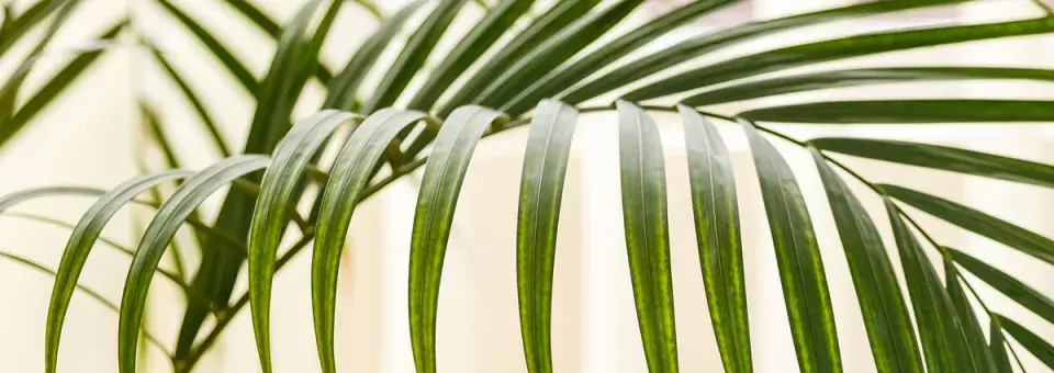 Rajská palma, kencie Náhled