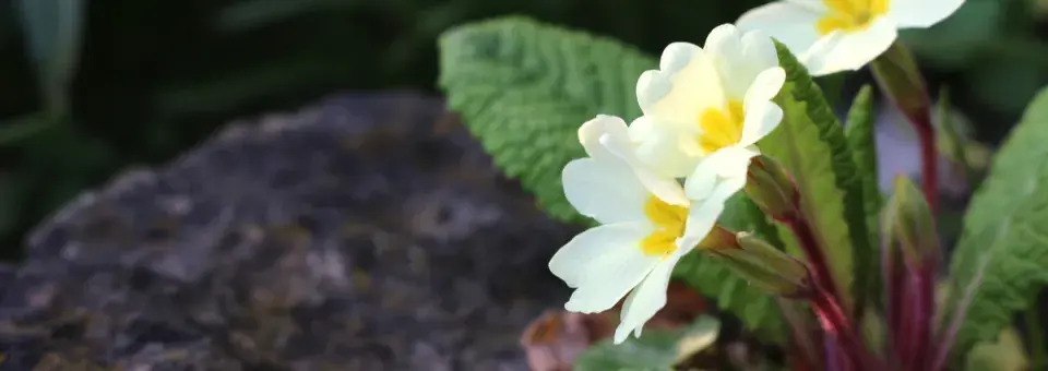 Prvosenka bezlodyžná Náhled