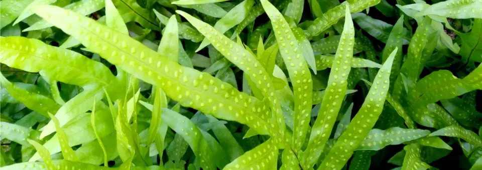 Osladičník zlatý, tečkovka Náhled