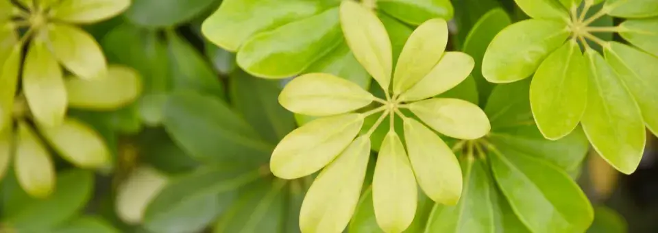 Šeflera dlanitolistá Náhled