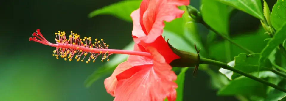 Ibišek čínská růže Náhled