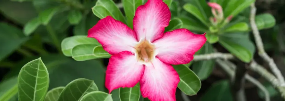 Adénium tučné, pouštní růže Náhled