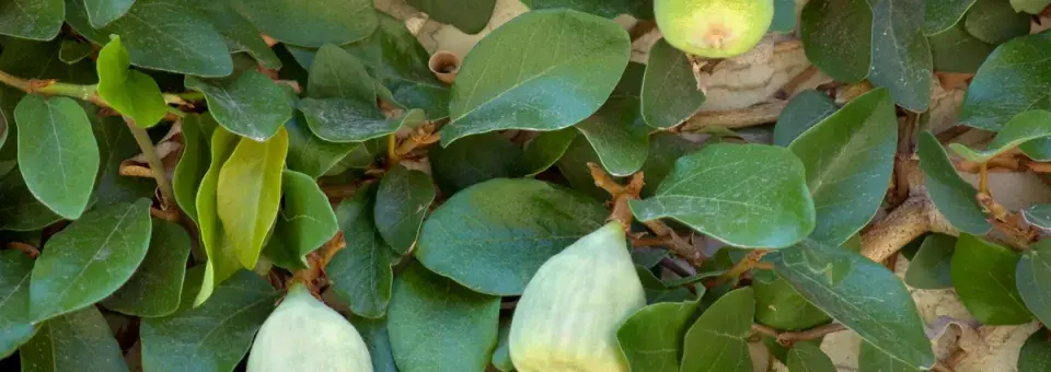 Fíkovník šplhavý Náhled