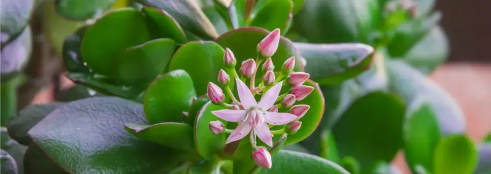 Tlustice vejčitá Náhled