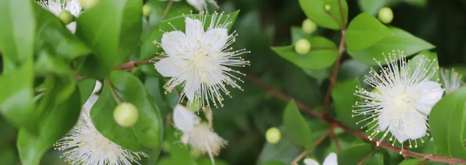 Myrta obecná Náhled