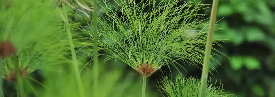 Šáchor pravý Náhled