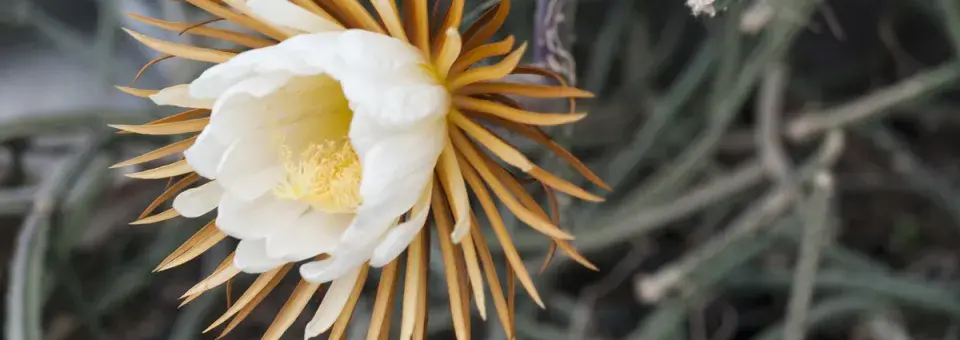 Nočenka královská Náhled