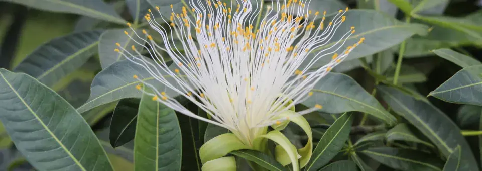 Pachira vodní Náhled