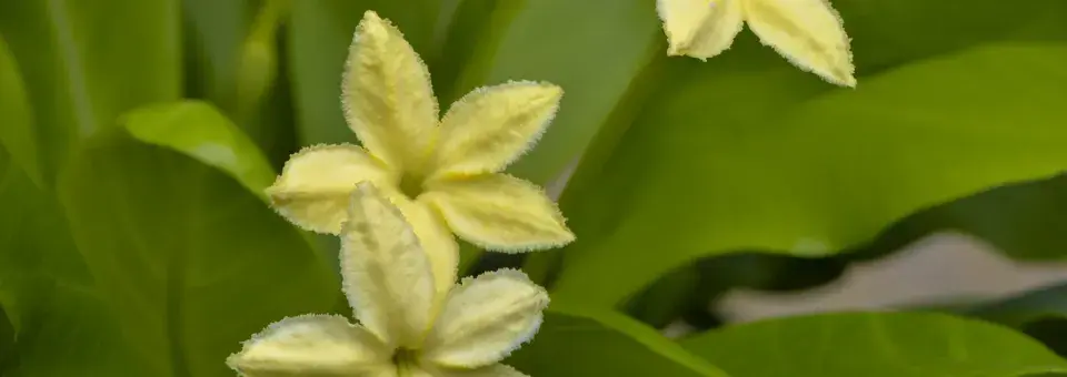 Brighamie, havajská palma Náhled