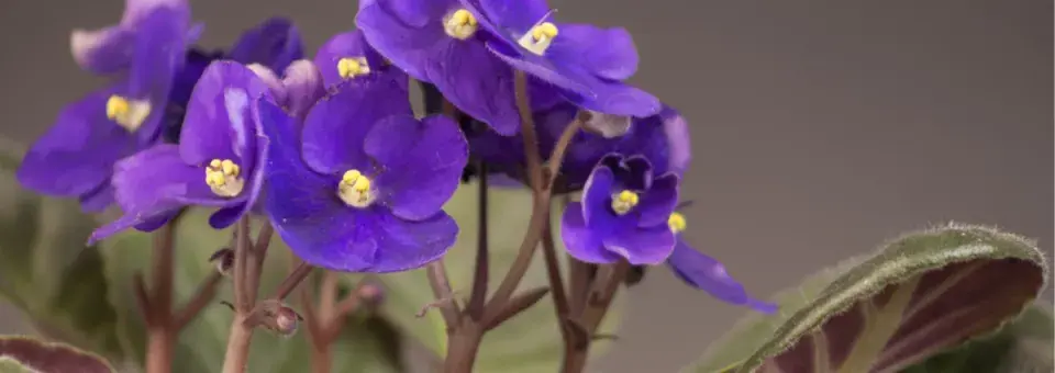 Jonátka africká, africká fialka Náhled