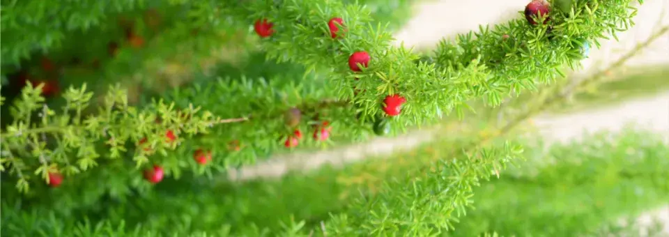 Chřest Sprengerův Náhled