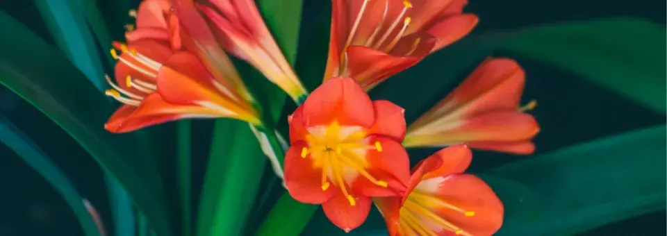 Řemenatka oranžová Náhled