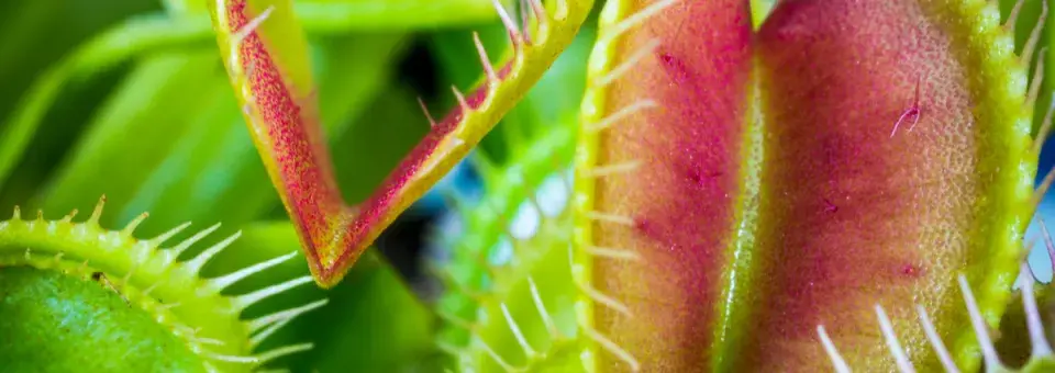 Mucholapka podivná Náhled