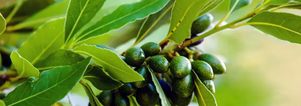 Vavřín vznešený Náhled