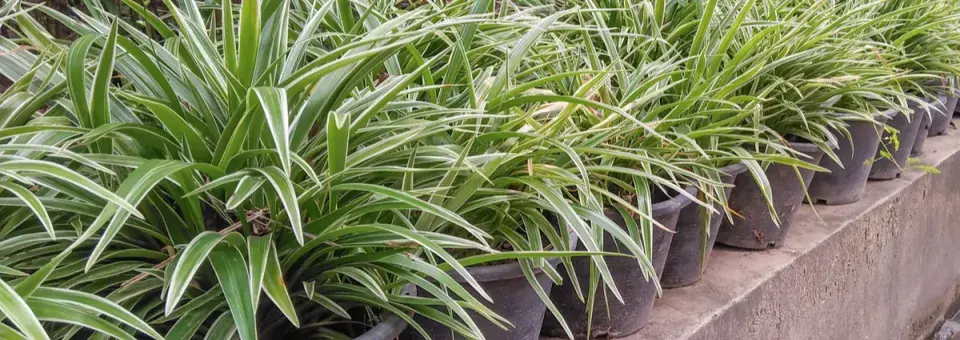 Zelenec chocholatý Náhled