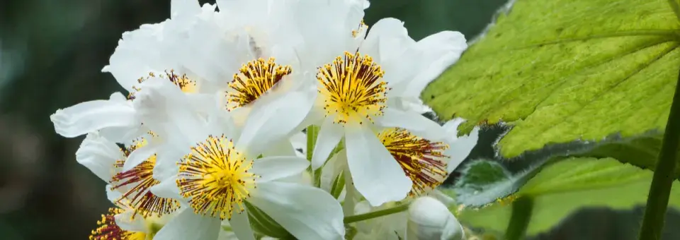 Lípěnka africká Náhled