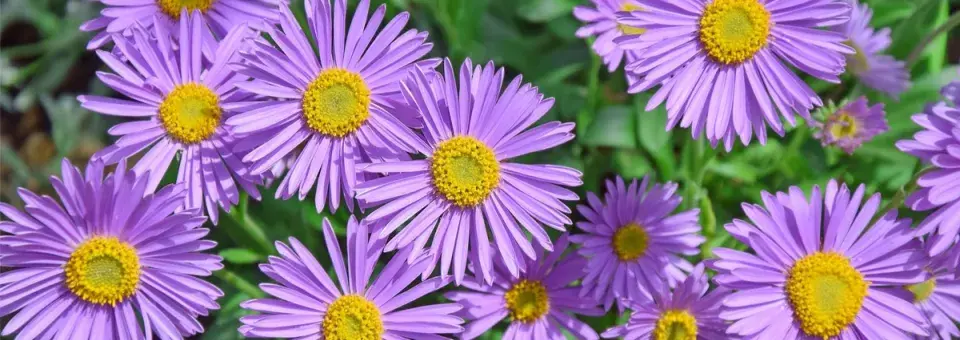 Hvězdnice nízká Náhled