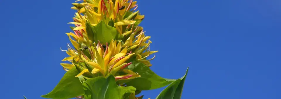 Hořec žlutý Náhled