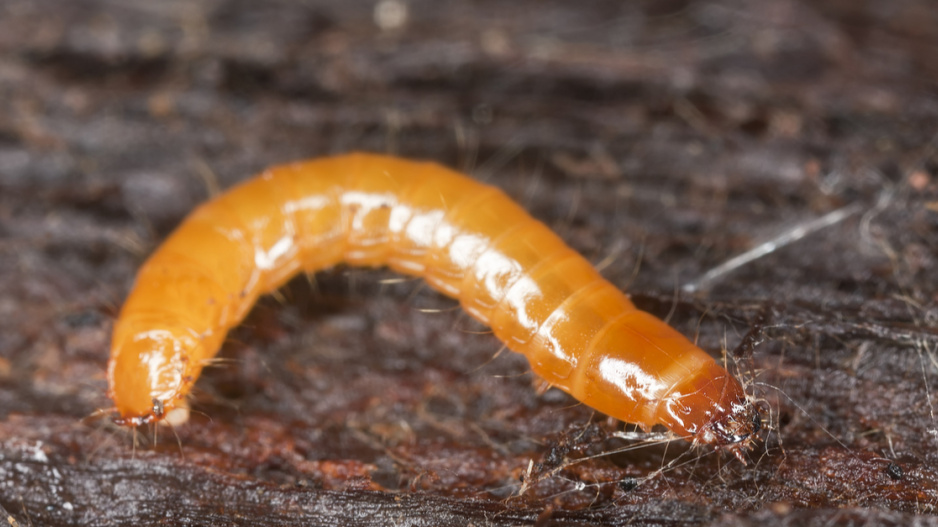Drátovec - larva kovaříka
