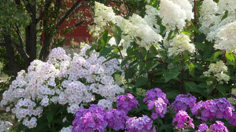 Rozkvetlé plamenky a hortenzie