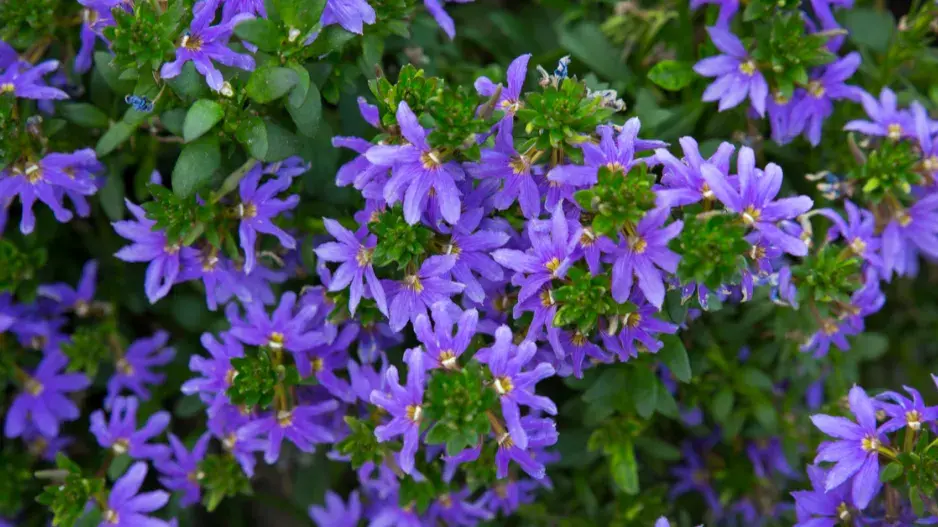 Vějířovka nezlomná