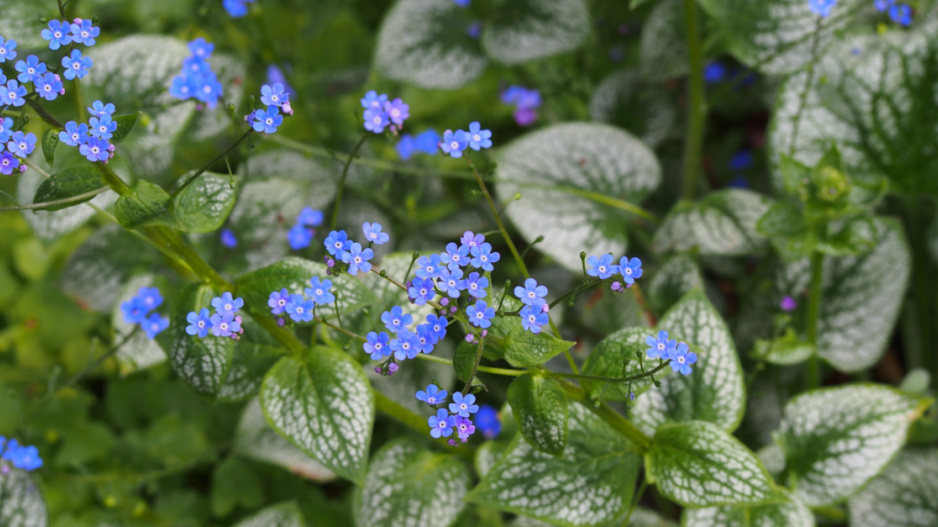 Pomněnkovec velkolistý (Brunnera macrophylla)