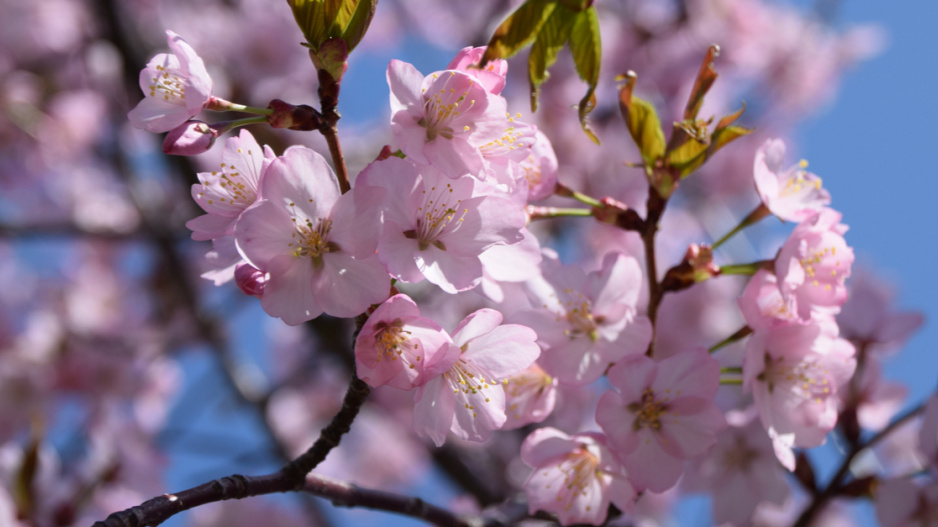 Višeň chloupkatá (Prunus subhirtella)