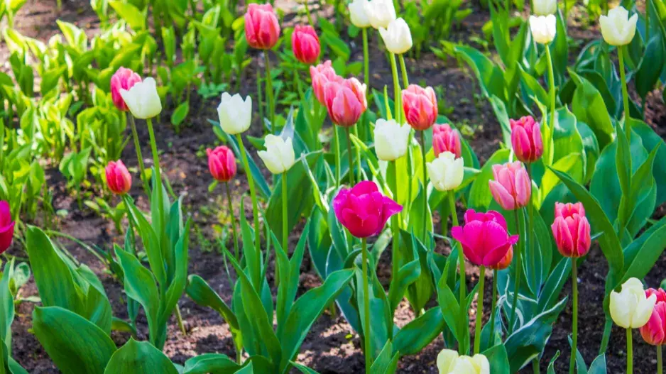 Rozkvetlé tulipány