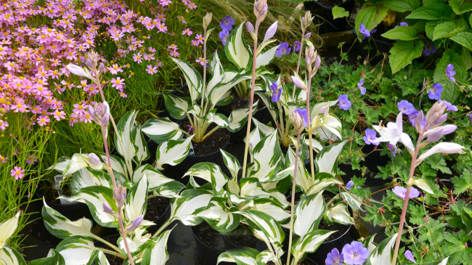 Odrůda ‘Fire and Ice’ se vyznačuje velkou bílou středovou plochou a fialovými květy.