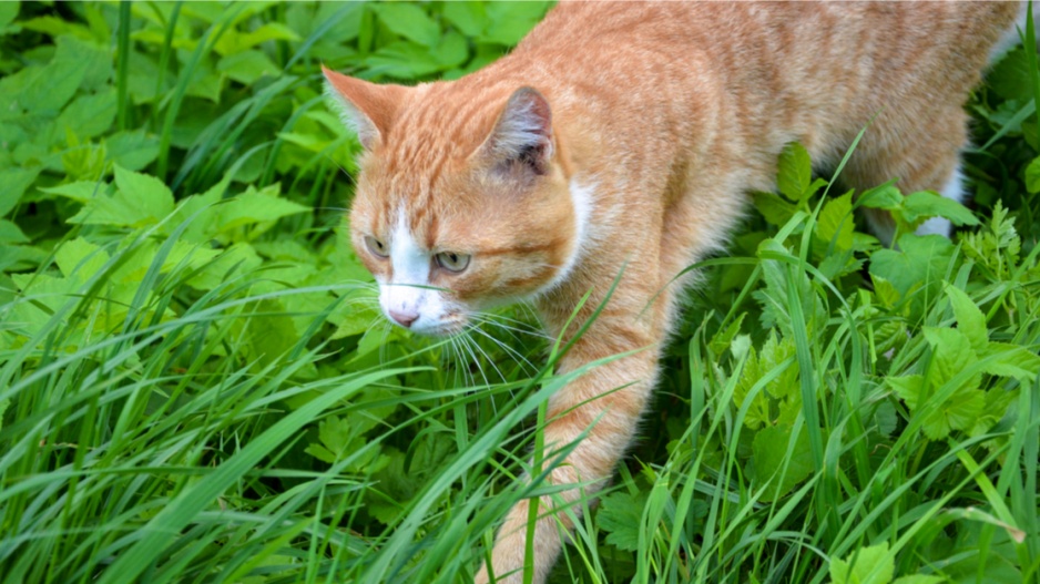 Kočka v porostu trávy