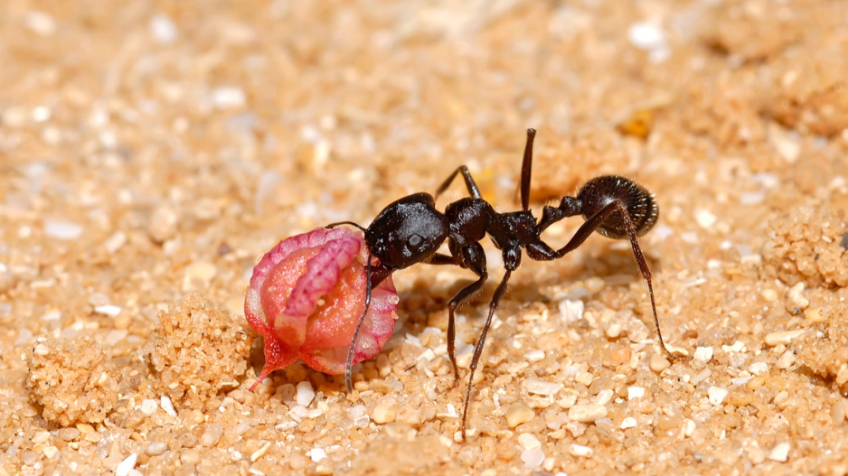 Mravenec nese semeno