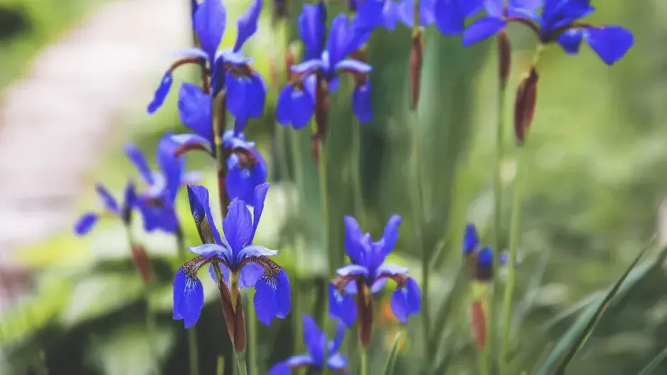 Kosatec sibiřský Kosatec sibiřský