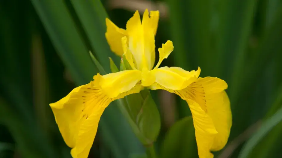 Kosatec žlutý Kosatec žlutý