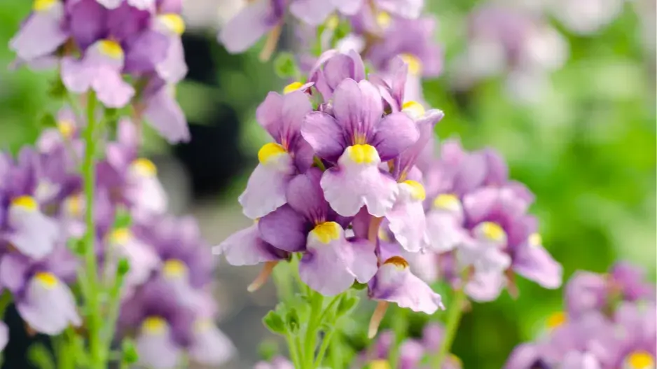 Hledíkovka keříčková